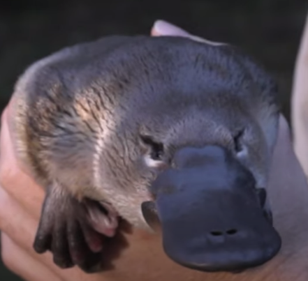 tutebucket_platypus_bill